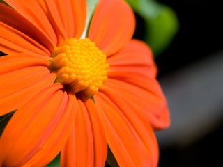 Orange Cosmos